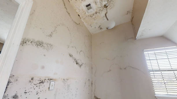 Asbestos and Lead Testing During Mold Inspection in Smith Mills, MA