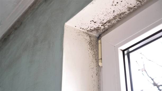 Best Industrial Mold Remediation  in Smith Mills, MA