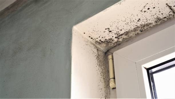 Best Mold Remediation for Healthcare Facilities  in Smith Mills, MA