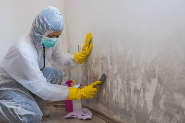 Best Commercial Mold Inspection  in Smith Mills, MA