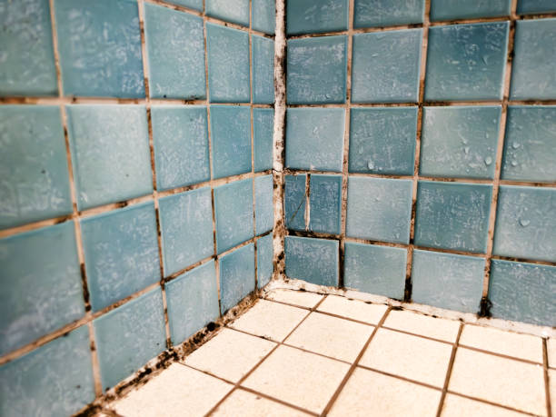 Best Commercial Mold Inspection  in Smith Mills, MA