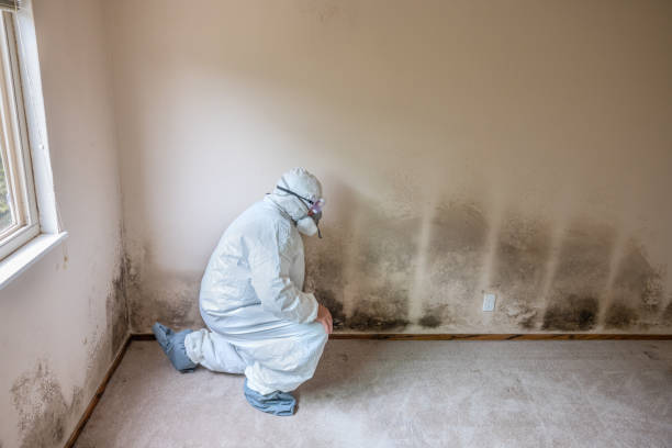 Best HVAC Mold Inspection and Cleaning  in Smith Mills, MA