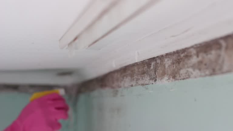 Professional Mold Removal in Smith Mills, MA